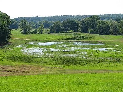 DeborahDuckPond